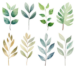 Fototapeta premium PNG Watercolor botanical leaves element set on transparent background