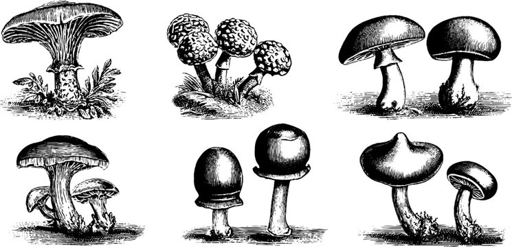 Vintage botanical study of milk cap mushrooms engraving for educational design