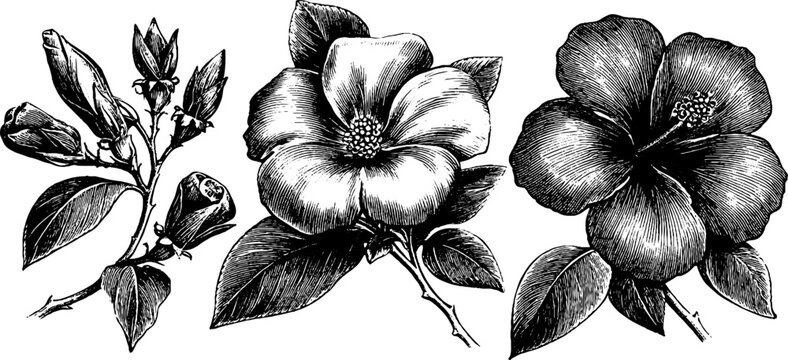 Vintage botanical engraving of floral reference plate for natural curiosity and study