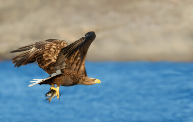 Obraz premium White-tailed sea eagle in flight over blue water carrying a fish in its talons