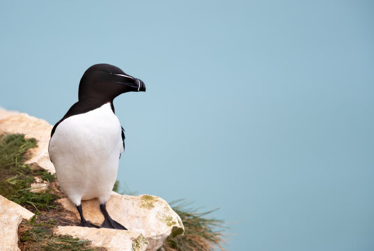 Razorbill seabird perched on cliff edge by ocean