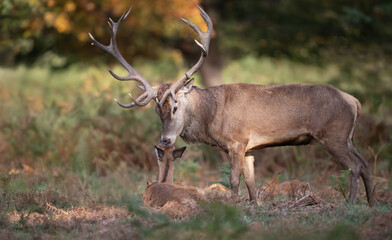Obraz premium Red deer stag with hind during the rutting season in autumn
