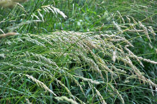In the meadow among grasses grows ryegrass (Arrhenatherum elatius).