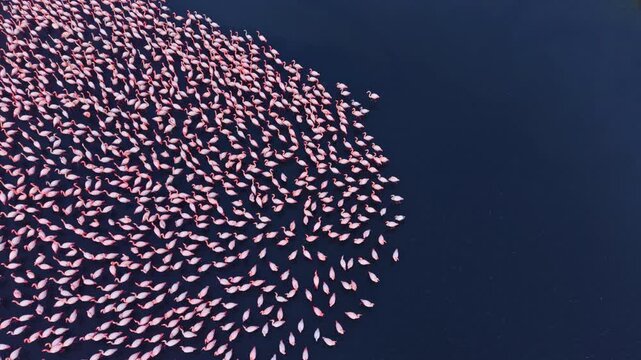 Hundreds of flamingos gather at sunset, their pink feathers shimmering against the calm blue lake, creating a stunning and enchanting scene.