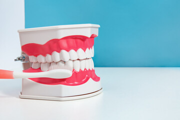 Dental Model Demonstrating Proper Tooth Brushing Technique