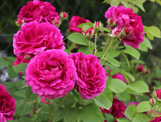 Fototapeta premium A tea rose (Rosa odorata) bush blooms in nature