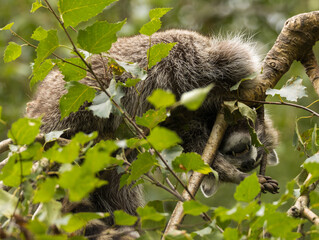 Obraz premium Paresseux