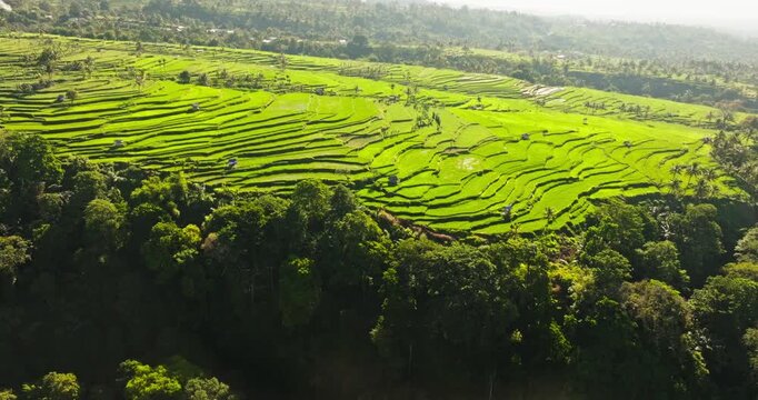 Lush green rice terraces covering hillsides in Senaru, Lombok, Indonesia, showcasing traditional agriculture and vibrant natural beauty of tropical island landscape. Aerial view drone flight panorama