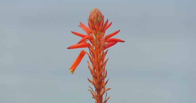 4K video; Aloe arborescens (torch aloe) gently moving in the wind against a grey sky background, isle of Madeira
