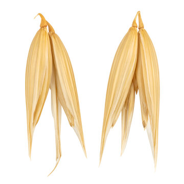 Isolated close-up of two oat spikelets, showcasing the delicate, layered husks