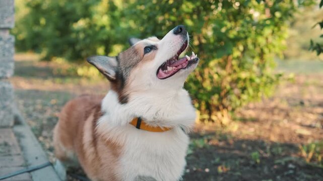 Corgi dog standing outdoors and looking up with open mouth, barking or howling in green park on sunny day. Expressive pet behavior, strong emotion, natural light shallow depth of field lifestyle video