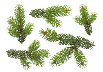 Obraz premium Green pine branches with dark background