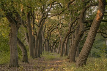 Obraz premium Serene Forest Path With Curved Tree Trunks And Green Foliage Natural Landscape Background With Sunlight