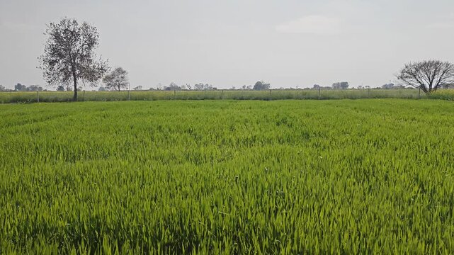 Green barley (Jau) crop field waving in the wind under a clear sky in rural India.