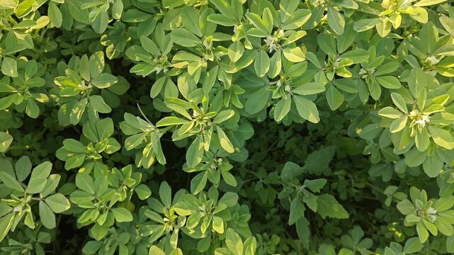 Close-up of fresh green fenugreek (Methi) leaves in an organic field.
