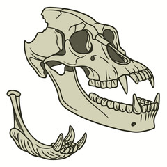 Realistic of ancient mandible skull jawbone fossil © ni