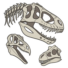 Of three dinosaur skeletal jaw fossils arranged beige © ni