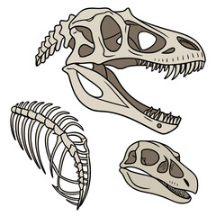 Realistic skeletal jaw fossils arranged dinosaur skeleton © ni