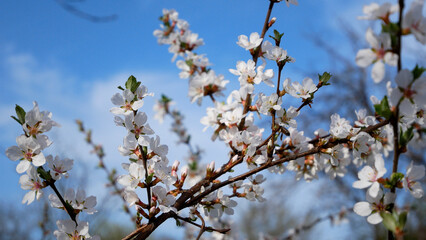 Obraz premium Cherry tree in white flowers in spring. A branch of a cherry blossom against the background of a blue sky. A bee crawls on the flowers. Spring flowering in the garden.