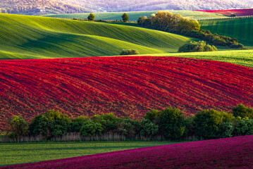 Agriculture in South Moravia, Czech Republic. Sunlit vineyards, fertile fields, and picturesque villages reflect rich wine traditions, sustainable farming, and the beauty of the Europeaт landscape © Konstantin