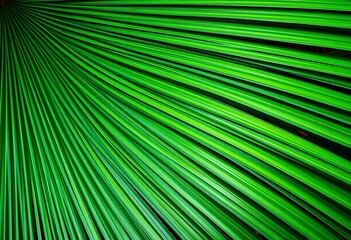 Obraz premium Close-up of a lush Chinese fan palm frond, showcasing intricate texture and vibrant green hues, leaves, illustration