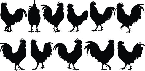 Rooster and chicken silhouette collection featuring farm poultry birds in multiple poses isolated on white background vector illustration © Nayan Stock
