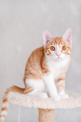 Cute red and white kitten on a light background