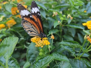 Obraz premium Butterfly on a flower