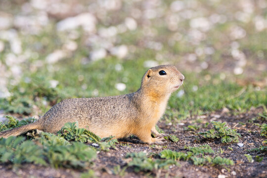 richardsons ground squirrel emerging from its tunnel