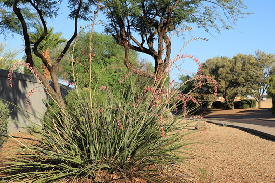 Desert native red yucca or Hesperaloe parviflora with flowers and buds planted in xeriscaped roadside, Phoenix, Arizona