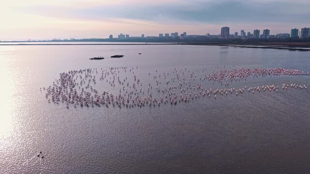 A mesmerizing sight unfolds as hundreds of flamingos flock together in a stunning pattern over a tranquil wetland, reflecting the soft glow of the setting sun.