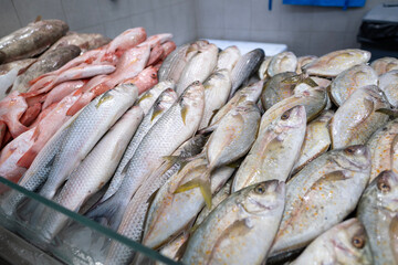 Fototapeta premium Fresh seafood on ice. A fish market in the UAE, the fresh catch on the shelves. Seafood caught this morning awaits its buyers.
