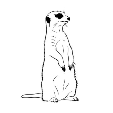 vector illustration of a cartoon meerkat