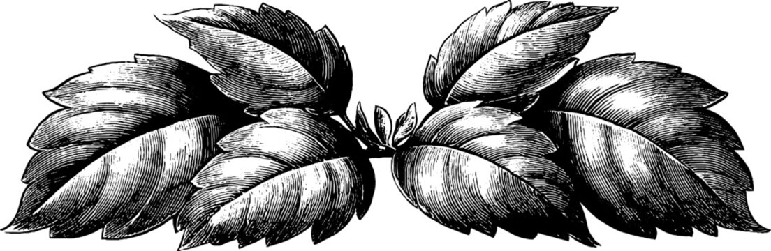 Vintage heraldic ornament with symmetrical leaves for botanical design
