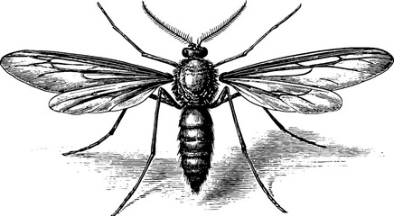 Obraz premium Vintage botanical plate of mosquito insect engraving for scientific study