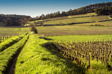 Green vineyard landscape in early spring, Burgundy wine region