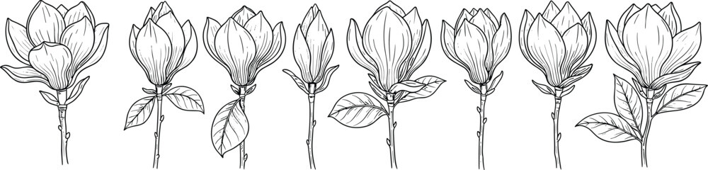 Elegant Hand Drawn Magnolia Flower Collection Featuring Various Blossom Stages in Detailed Black and White Line Art for Spring Wedding Stationery Garden Nature and Botanical Design Projects