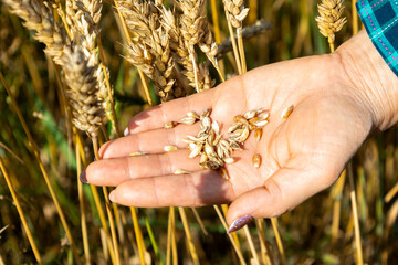 Farm worker holds wheat seeds in hand during harvest season in a golden field on a sunny day © Yarr