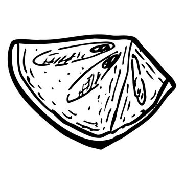 Slice of star apple caimito vector illustration isolated on a white background, made in vintage contour style with hand drawn sketch lines.
