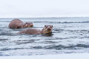 Otter (Lutra lutra) a large predatory mammal with dark brown fur, animals swim in cold water in a river on a cold winter day.