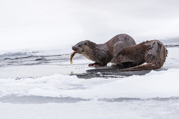 Obraz premium Otter (Lutra lutra) a large predatory mammal with dark brown fur, animals eat hunted fish, came out of the water and stand on the white ice on a frozen river on a cold winter day.