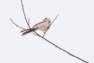 Long-tailed tit (Aegithalos caudatus) a small bird with white and brown plumage and a long tail, the animal sits on a branch on a cold winter day.