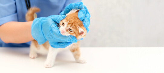 vet checks ears little kitten © Svetlana