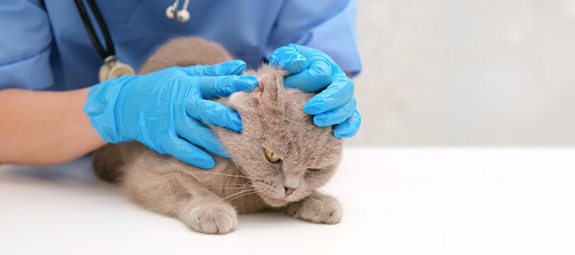 veterinarian checking ears of gray Scottish cat