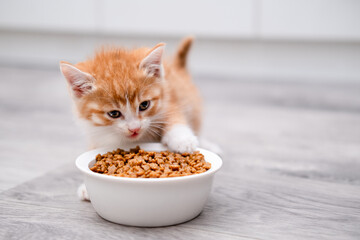 Cute red kitten eats from a bowl on a light background © Svetlana