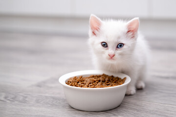 Cute white kitten eats from a bowl on a light background © Svetlana