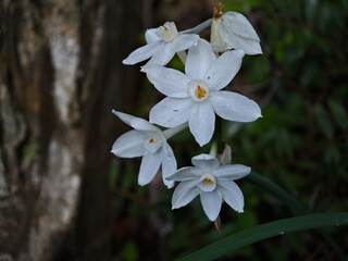 Narcissus papyraceus