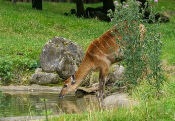Sitatunga (Tragelaphus spekii) © Hana