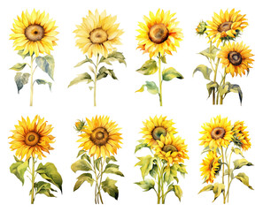 Obraz premium Vibrant watercolor sunflowers illustration.