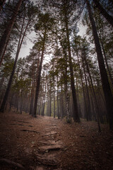 Obraz premium Forest path among tall pine trees